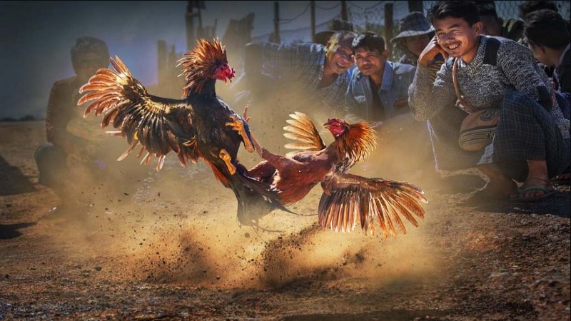 Tìm Hiểu Đá Gà Mộc Bài au88 Và Những Điểm Nổi Bật Bạn Cần Biết
